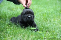 щенок Кане корсо итальяно - Изображение #3, Объявление #926795