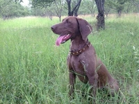 Продам щенков курцхаара, 35 000 тенге, тогр уместен - Изображение #1, Объявление #922220