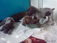 Продам щенков курцхаара, 35 000 тенге, тогр уместен - Изображение #2, Объявление #922220