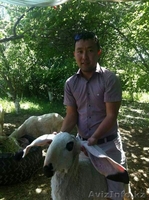 Продаю баранов редкой породы ДОЛАН - Изображение #2, Объявление #929922