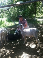 Продаю баранов редкой породы ДОЛАН - Изображение #1, Объявление #929922