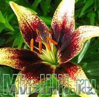 Продажа посадочных материалов - Изображение #6, Объявление #930194