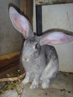 Продажа кроликов великанов - Изображение #1, Объявление #927719