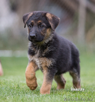 Продам элитных щенков Немецкой Овчарки 1.5мес. - Изображение #2, Объявление #931337