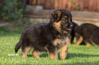 Продам элитных щенков Немецкой Овчарки 1.5мес. - Изображение #1, Объявление #931337