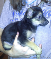 Отдам очень милого щеночка в хорошие руки. - Изображение #2, Объявление #946466