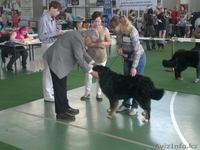 Питомник Бернских Зенненхундов предлагает - Изображение #6, Объявление #944992