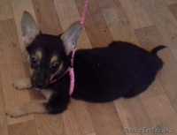 Отдам очень милого щеночка в хорошие руки. - Изображение #4, Объявление #946466