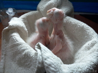 ркчной домашний выкормыш Ара Арлекин  - Изображение #2, Объявление #941034