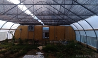 Теплицы (фермерские) Израиль - Изображение #2, Объявление #950826