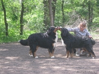 Питомник Бернских Зенненхундов предлагает - Изображение #3, Объявление #944992