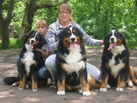 Питомник Бернских Зенненхундов предлагает - Изображение #1, Объявление #944992