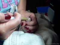 ркчной домашний выкормыш Ара Арлекин  - Изображение #1, Объявление #941034