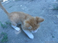 милый друг отдам в хорошие руки ласковую кошечку - Изображение #2, Объявление #945292