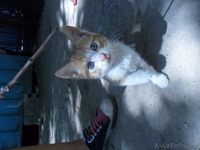 милый друг отдам в хорошие руки ласковую кошечку - Изображение #1, Объявление #945292