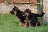 Продам элитных щенков Немецкой Овчарки 1.5мес. - Изображение #5, Объявление #931337