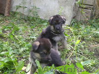 Немецкой овчарки щенки - Изображение #2, Объявление #967477