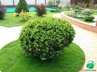 озеленение, ландшафтный дизайн, цветники, альпийские горки - Изображение #3, Объявление #955509