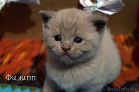 продам шотландских супер котят  - Изображение #1, Объявление #961337