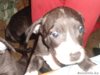 Щенки Американский питбуля - Изображение #1, Объявление #952286