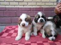 Продажа щенков московской сторожевой - Изображение #3, Объявление #960391