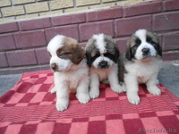 Продажа щенков московской сторожевой - Изображение #1, Объявление #960391