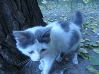 милый друг отдам в хорошие руки ласковую кошечку - Изображение #3, Объявление #945292