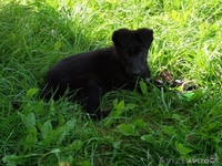 Щенки немецкой овчарки от черных родителей - Изображение #5, Объявление #963853