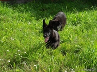 Щенки немецкой овчарки от черных родителей - Изображение #2, Объявление #963853