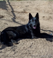 Щенки немецкой овчарки от черных родителей - Изображение #1, Объявление #963853