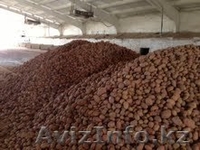 Продам картофель и лук репчатый. Урожай 2013 года, оптом и в розницу - Изображение #2, Объявление #961623