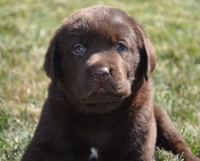 Продам щенков лабрадора ретривера шоколадного и черного цвета - Изображение #1, Объявление #969640