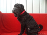 Шарпей-идеальная собака-компаньон! - Изображение #3, Объявление #984205