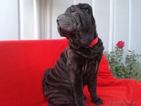 Шарпей-идеальная собака-компаньон! - Изображение #2, Объявление #984205