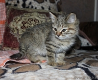 Очаровательные домашние котята (красивый окрас, много фото внутри)  - Изображение #2, Объявление #976441