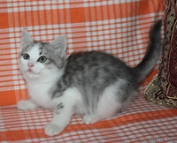 Очаровательные домашние котята (красивый окрас, много фото внутри)  - Изображение #3, Объявление #976441