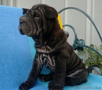 Шарпей-идеальная собака-компаньон! - Изображение #5, Объявление #984205