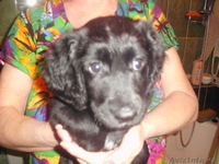 Продам сучку русского спаниеля - Изображение #2, Объявление #983800