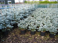 Голубая ель от 60 см до 180 см - Изображение #2, Объявление #976792