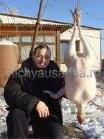 Канадские индюшата (до 30 кг мясом) - Изображение #2, Объявление #977773