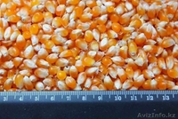 зерно для попкорна - Изображение #1, Объявление #977978