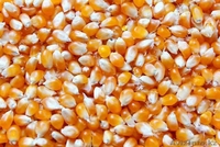 зерно для попкорна - Изображение #4, Объявление #977978
