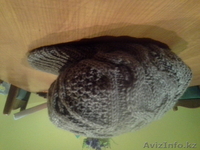 кепка вязаная - Изображение #2, Объявление #997920