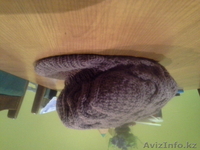 кепка вязаная - Изображение #3, Объявление #997920