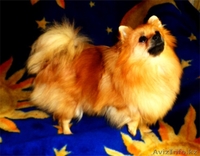 продам малого немецкого шпица - Изображение #2, Объявление #991749