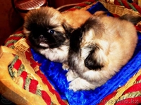 щенки пекинеса на продажу - Изображение #2, Объявление #991758