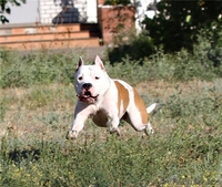 Продаются щенки ам.стафф терьера - Изображение #3, Объявление #936325