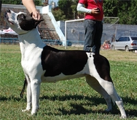 Продаются щенки ам.стафф терьера - Изображение #4, Объявление #936325