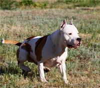 Продаются щенки ам.стафф терьера - Изображение #2, Объявление #936325