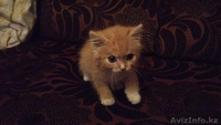 Отдам в заботливые руки котенка!!! - Изображение #3, Объявление #995390
